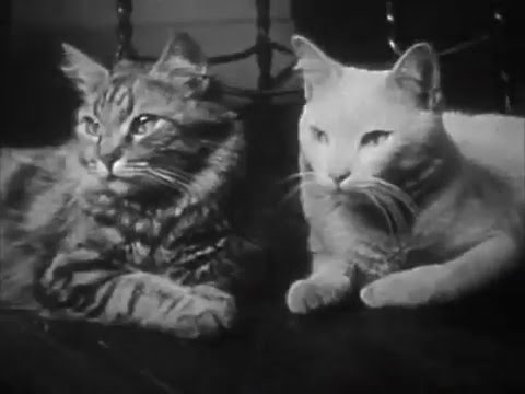 The Private Life Of A Cat (1944) Purrfect Version