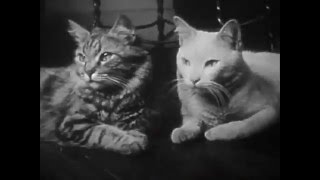 The Private Life Of A Cat (1944) Purrfect Version