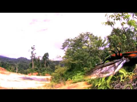 タイショウオサゾウムシの飛翔