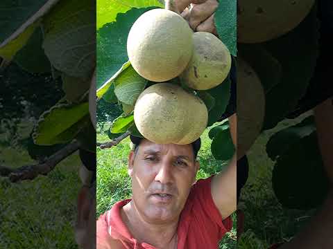 Pequi do Mato Grosso  tem muito no meio dos pasto. Curvelândia.