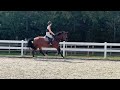 Jument KWPN 6 ans x-rays RAS prospect Am1/Elite/Hunter