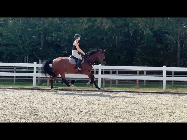 Jument KWPN 6 ans x-rays RAS prospect Am1/Elite/Hunter