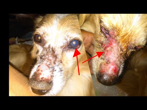 How i have cured the eye cataract from my dog with a lemon and the lethal disease of leishmaniasis Video