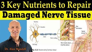 3 Key Nutrients to Repair Damaged Nerve Tissue (Pinched Nerve & Neuropathy) - Dr Alan Mandell, DC