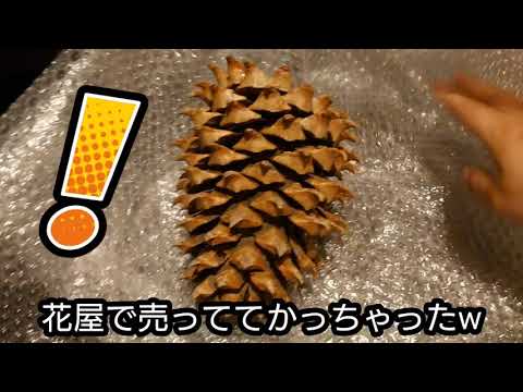 松ぼっくりに関する興味深い事実 自然と動物