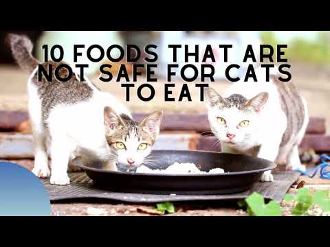 10 Foods That Are Not Safe For Your Cat (It Can Kill!)