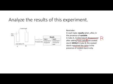 action of saliva on cooked starch - Grade 9