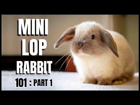 , title : 'Mini Lop Rabbit 101: Part 1'