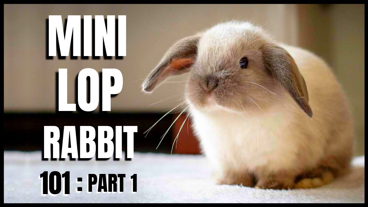 Mini Lop Rabbit 101: Part 1