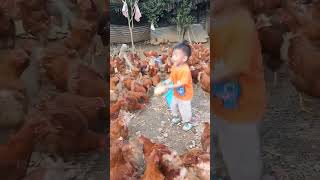 Download lagu Rural children, novice chicken farmers, rural free-range chickens, free-range chickens #185 mp3 Download lagu Rural children, novice chicken farmers, rural free-range chickens, free-range chickens #185 mp3