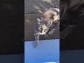 Loud Chatty Grey Cat Returns Meow Meow Meow Cat Catlife Meowingtons Meow Meowlife