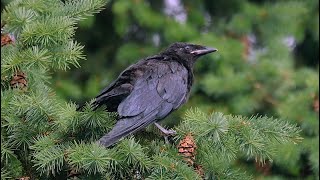 Baby Crow In the Seattle Rain