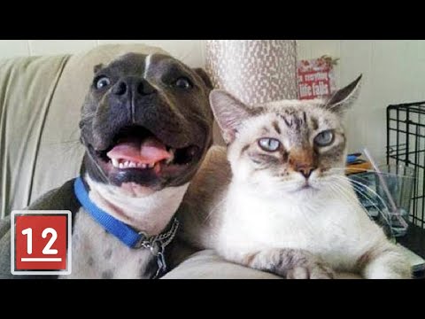 3rd YouTube video about are pit bulls good with cats