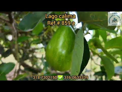 Fincas y Casas Campestres, Venta, Calima (Darién) - $700.000.000