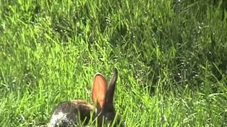 Crown Center - rabbits on the roof