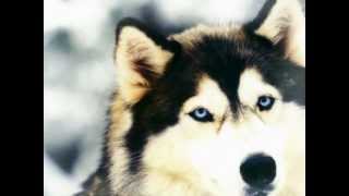 the Tao of  Love - Vangelis