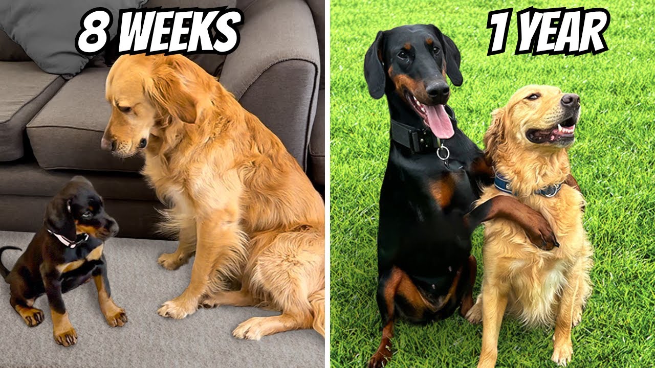 Golden Retriever Meets New Puppy Sister (1st year together)