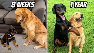 Golden Retriever Meets New Puppy Sister (1st year together)