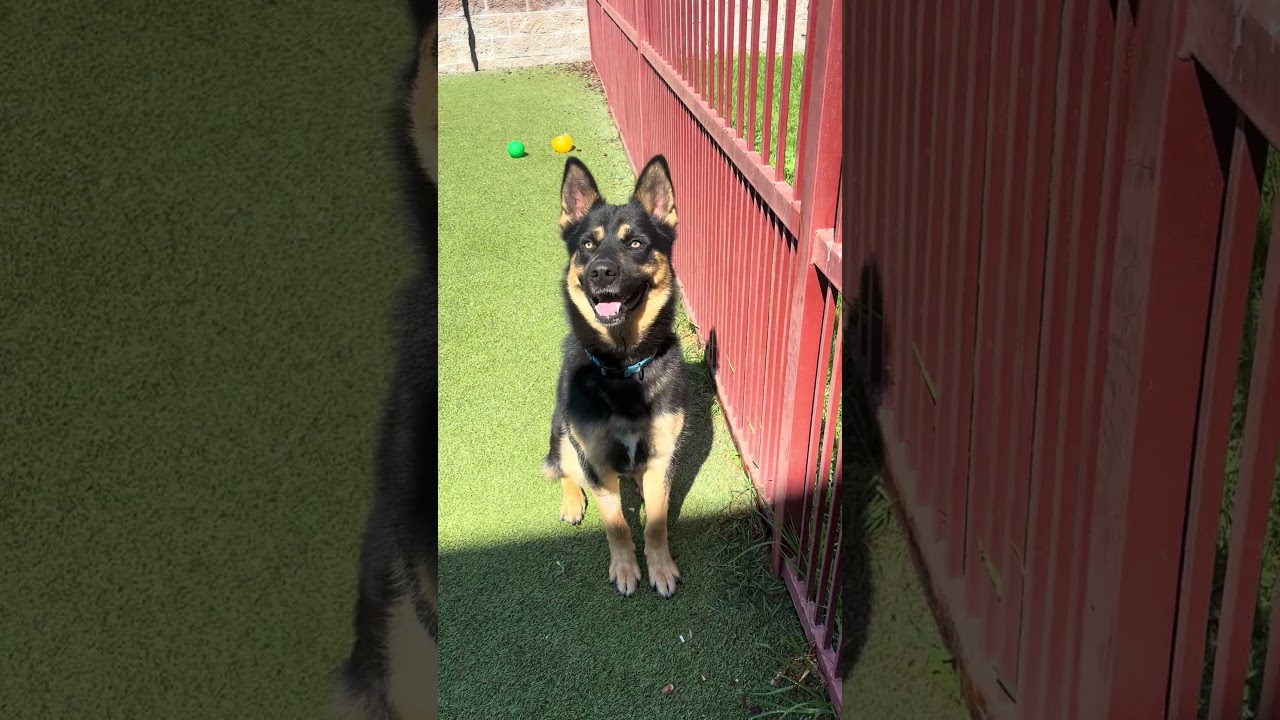 Shadow, a Adoptable mixed breed in Upland, CA video 6/6