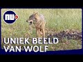 Unieke beelden van wolf op Sallandse Heuvelrug | NU.nl