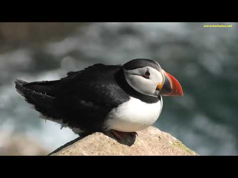 FRAILECILLO | PUFFIN | Fratercula arctica