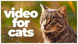 Cat TV: 10 Hours of Birds, Squirrels & Relaxing Cat Music | Entertainment & Stress Relief for Cats