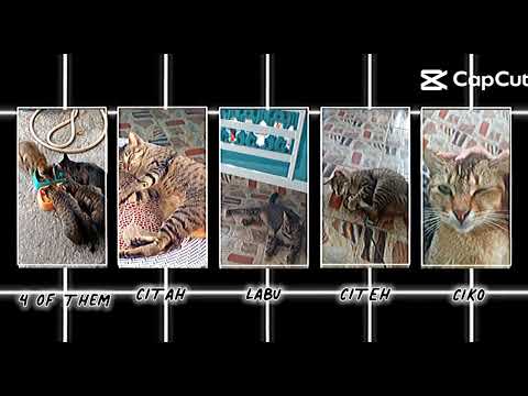 Meow Collab 🐈🐈🐈🐈