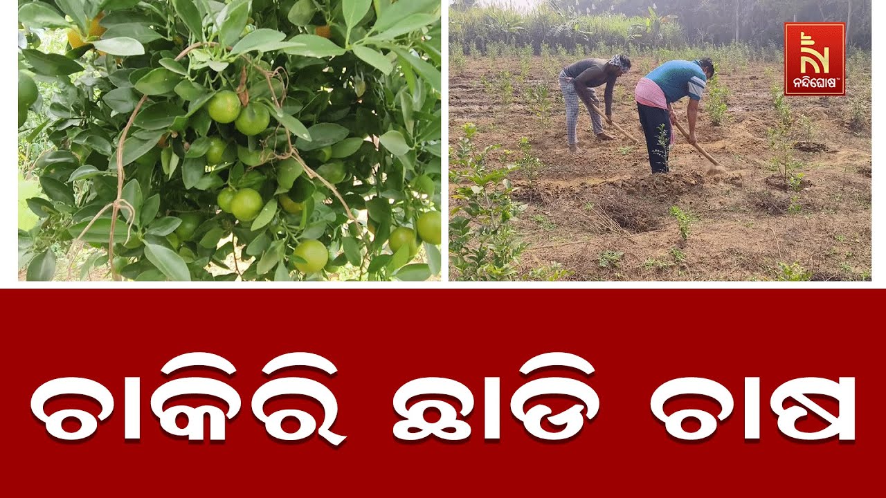 ଚାକିରି ପଛରେ ନଧାଇଁ ଚାଷ କରି ସ୍ବାବଲମ୍ବୀ ହେବା ସହ ଅନ୍ୟଙ୍କ