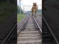 Real Dinasaur Camera Catch On Railway Lines Shorts Viral