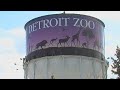 Detroit Zoo To Vaccinate Gorillas Chimpanzees Tigers And Lions Against COVID 19