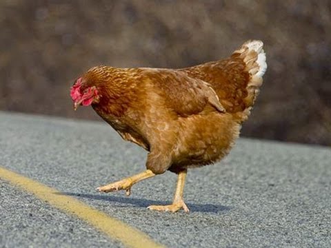 Why Did The Chicken Cross The Road? Video