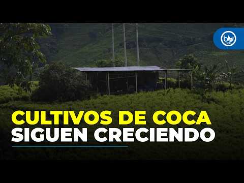 Estos son los 10 municipios que concentran la mitad de la coca cultivada en Colombia