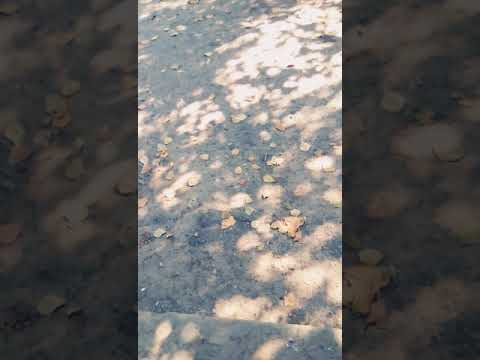 Порно видео