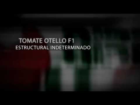 , title : 'TOMATE OTELLO F1 (NIRIT SEEDS)'
