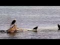 Mississippi River Flyway Cam. Eagle scuffle on a sunday morning - explore.org 09-26-2021