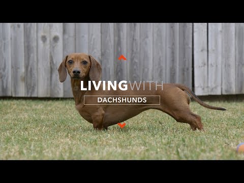 image-How big is a dachshund full grown?