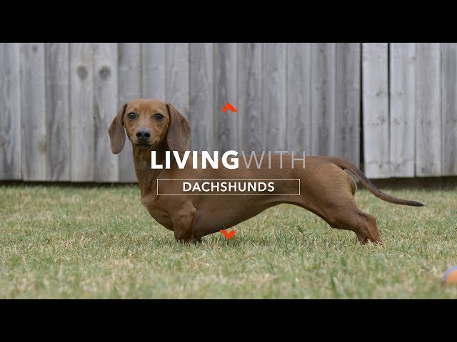 英語のDachshundのビデオ発音