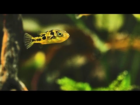 Dwarf pufferfish nano aquascape with Dennerle plants