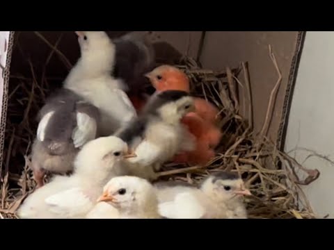 Relaxing music baby chicks sounds-baby chicks falling asleep 💤