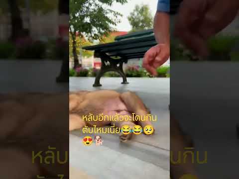 ตัวนี้ขายนะครับ😂 #dog #funny #ลูกหมานอนหลับ #shorts #shortvideo