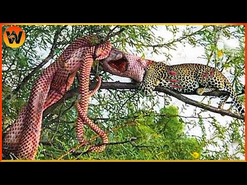 30 Crazy Moments! Final Battle Between Python Vs Leopard In The Tree, What Happen? Animal World