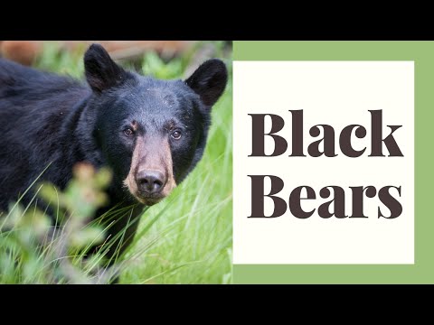 The North American Black Bear