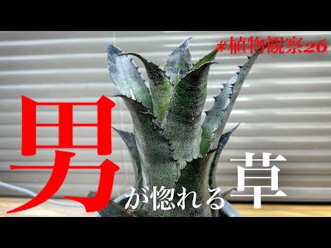 プテロスティラックス・コリンボサス