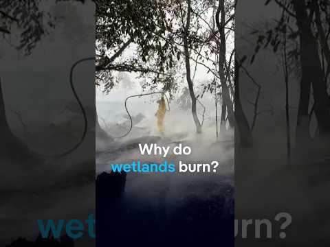 Why do wetlands burn? | DW News