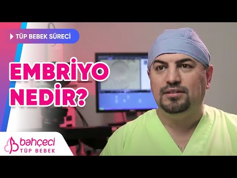 Embriyo ne demektir?