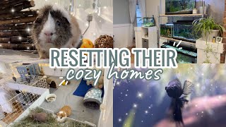 Resetting and Cleaning My Pets’ Cages to Create Cozy, Relaxing Homes