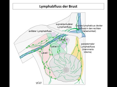 Lymphabfluss der Brust | Strahlentherapie Prof. Hilke Vorwerk