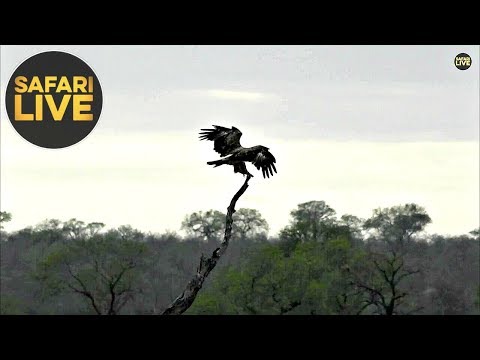 safariLIVE - Sunrise Safari - October 29, 2019 Video