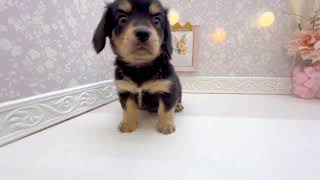 ハーフ犬の動画01