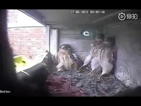 ドードーの脱皮